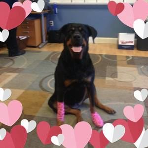 Meet your Posher, Heidi